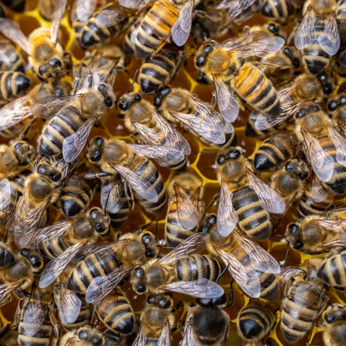 Zukunft der Bienenhaltung in der Schweiz: Podiumsgespräch