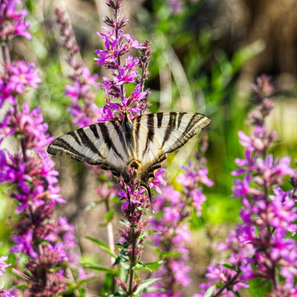 Mauerfuchs, Staubwanze, Kamelhalsfliege – Insektenvielfalt, die überrascht